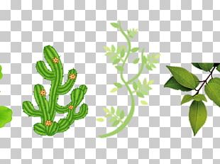 Cactaceae PNG