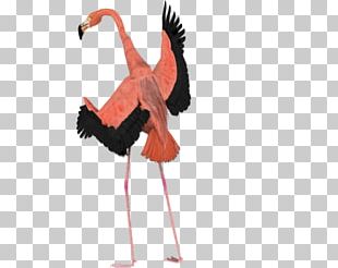 Bird Flamingo YouTube Art PNG