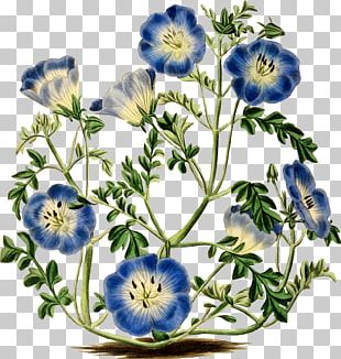 Menzies' Baby Blue Eyes Flower Botany Botanical Illustration PNG