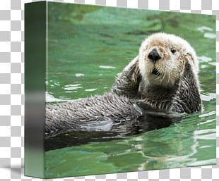 Sea Otter Greeting & Note Cards Monterey Bay Marine Mammal PNG