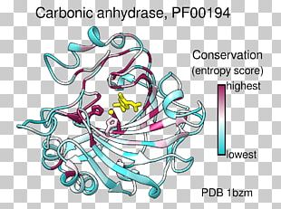 UCSF Chimera Color Molecule PyMOL Sequence Alignment PNG