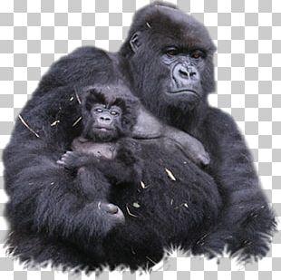 Bwindi Impenetrable National Park Mount Sabyinyo Volcanoes National Park Gorilla Chimpanzee PNG