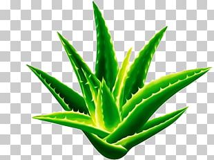 Aloe Vera Seed Sansevieria Cylindrica Gel Plant PNG