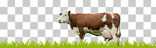 Holstein Friesian Cattle Milk Dairy Cattle Calf PNG