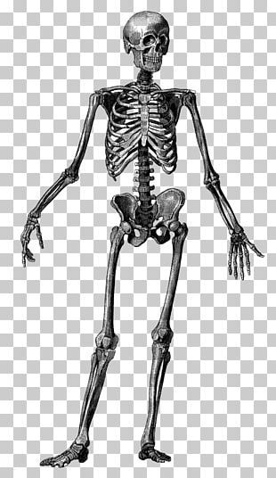 The Skeletal System Anatomical Chart Human Skeleton Human Body Anatomy ...