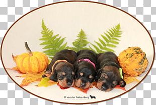 Puppy Dog Breed Aretus PNG