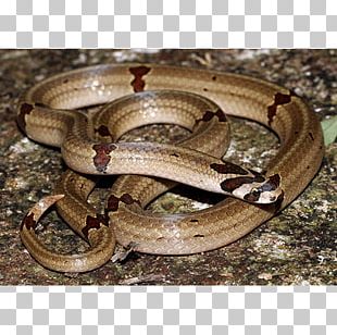 Boa Constrictor Garter Snake Kingsnakes Terrestrial Animal PNG