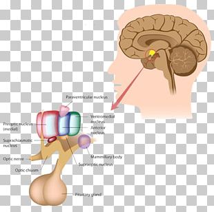 endocrine system clipart