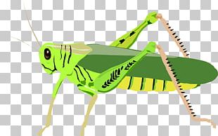 The Ant And The Grasshopper Stock Photography PNG, Clipart, Amphibian ...