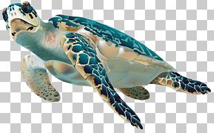 Box Turtle Sea Turtle Turtle Shell PNG, Clipart, Animal, Animals, Box ...