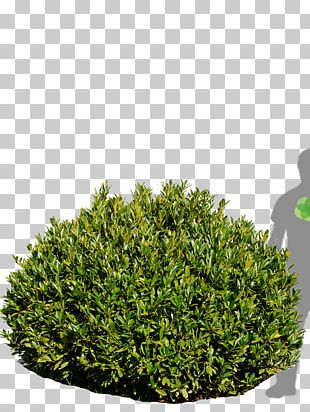 Buxus Sempervirens Shrub Stock Photography Tree PNG, Clipart, Box
