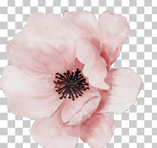 Rose PNG