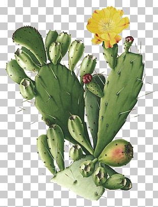 Cactaceae Emoji Plant Saguaro San Pedro Cactus PNG, Clipart, Cactaceae ...