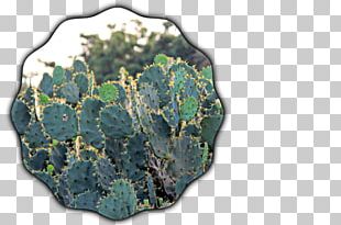 Black Cactus PNG and Black Cactus Transparent Clipart Free Download. -  CleanPNG / KissPNG