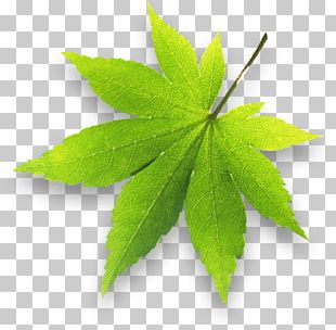 Business Data Compression Pragma Softwares PNG
