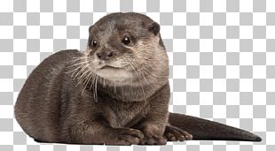 Asian Small-clawed Otter Whiskers Aquarium Of Cattolica PNG