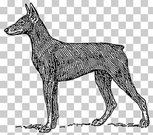 Dobermann Miniature Pinscher Rottweiler German Shepherd The Doberman Pinscher PNG