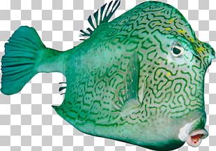 Fish PNG