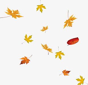 Floating Leaves PNG, Clipart, Falling, Floating Clipart, Floating ...