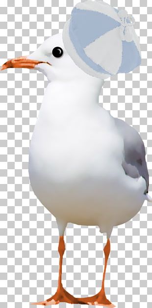 European Herring Gull Great Black-backed Gull Bird Domestic Goose Common Gull PNG