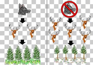 Trophic Level Food Web Food Chain Ecological Pyramid Ecology Png Trophic Level Food Web Food Chain Ecological Pyramid Ecology Png