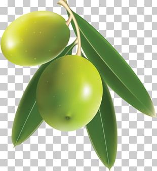 Olive Leaf Olive Branch Stock Photography PNG, Clipart, Branch, Embrace ...