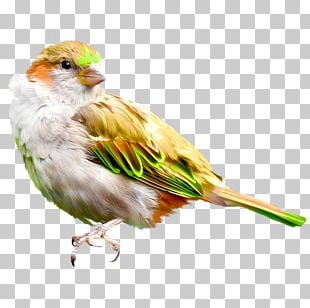 House Sparrow Bird Finch Drawing PNG