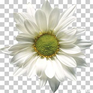 Chamomile Stigma PNG