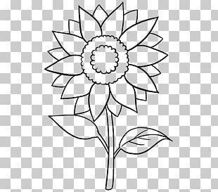 Common Sunflower Drawing White Black PNG, Clipart, Black, Black And ...