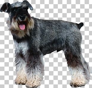 Miniature Schnauzer Standard Schnauzer Giant Schnauzer Cesky Terrier Lakeland Terrier PNG