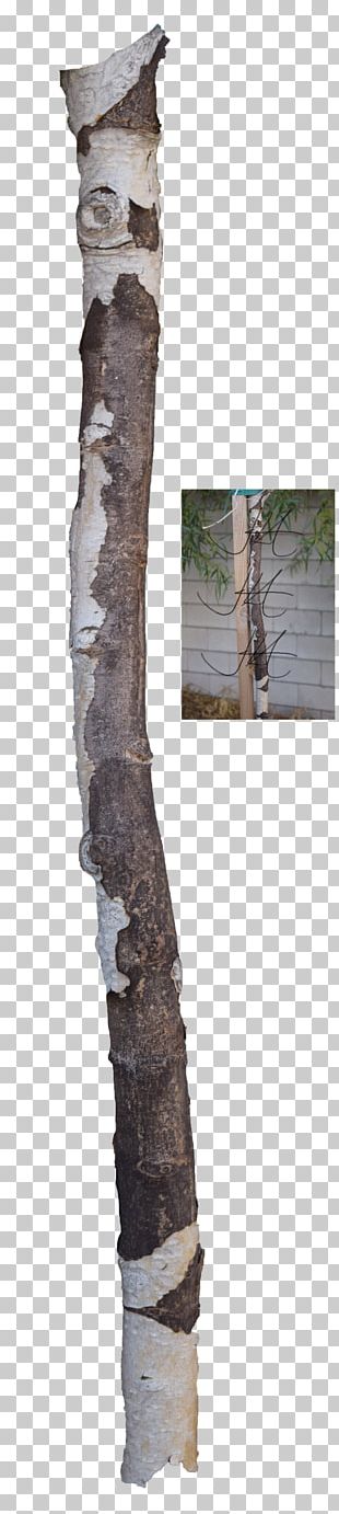tree trunk png
