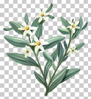 Edelweiss - Flowering Olive Twig With Green Leaves PNG