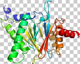Organism Line PNG