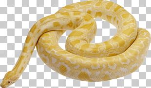 Anaconda Png Images Anaconda Clipart Free Download