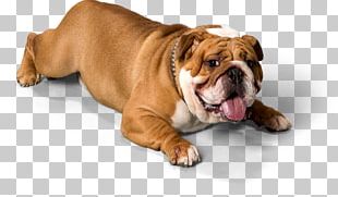 Dorset Olde Tyme Bulldogge Olde English Bulldogge Toy Bulldog Valley Bulldog Australian Bulldog PNG