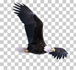 Portable Network Graphics Desktop Transparency Bald Eagle PNG