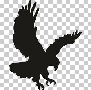 Bald Eagle Bird PNG, Clipart, Accipitriformes, Animals, Bald Eagle ...