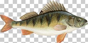 Northern Pike European Perch Freshwater Fish Angling PNG
