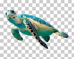 Tortoise Sea Turtle Logo PNG, Clipart, 14 August, Animals, Black, Black ...