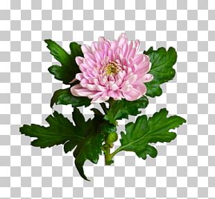 Flores PNG Images, Flores Clipart Free Download