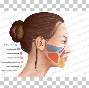 Anatomia y Fisiologia Carnet d'anatomie: Thorax, abdomen, pelvis