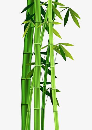Bamboo Leaves Png Images Bamboo Leaves Clipart Free Download