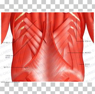 The Muscular System Skeletal Muscle Human Body PNG, Clipart, Abdomen ...