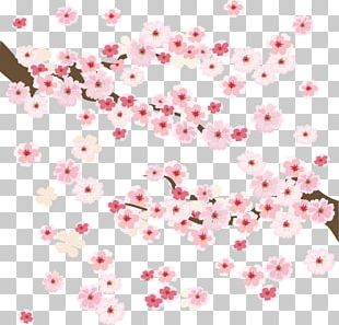 Cherry Blossom PNG, Clipart, Apricot, Artificial Flower, Blossom ...