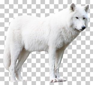 Dog Arctic Wolf PNG, Clipart, Animals, Arctic Wolf, Black Wolf, Canis ...