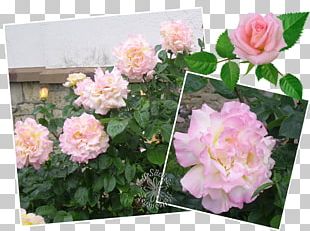 Garden Roses Memorial Rose Shrub Flower Png Clipart Annual Plant Branch Bridalwreaths