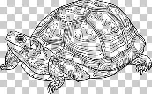 Box Turtle Reptile Sea Turtle Tortoise PNG, Clipart, Animal, Animals ...