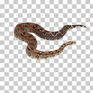 Snake Green Anaconda Habitat Boas Boa Constrictor PNG, Clipart ...