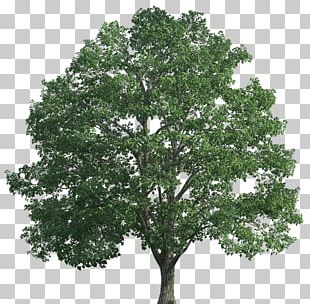 Stock Photography Populus Alba Tree Desktop Branch PNG, Clipart, Branch ...