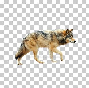 Dog Aniu Mexican Wolf Black Wolf PNG, Clipart, Animal, Animals, Aniu ...